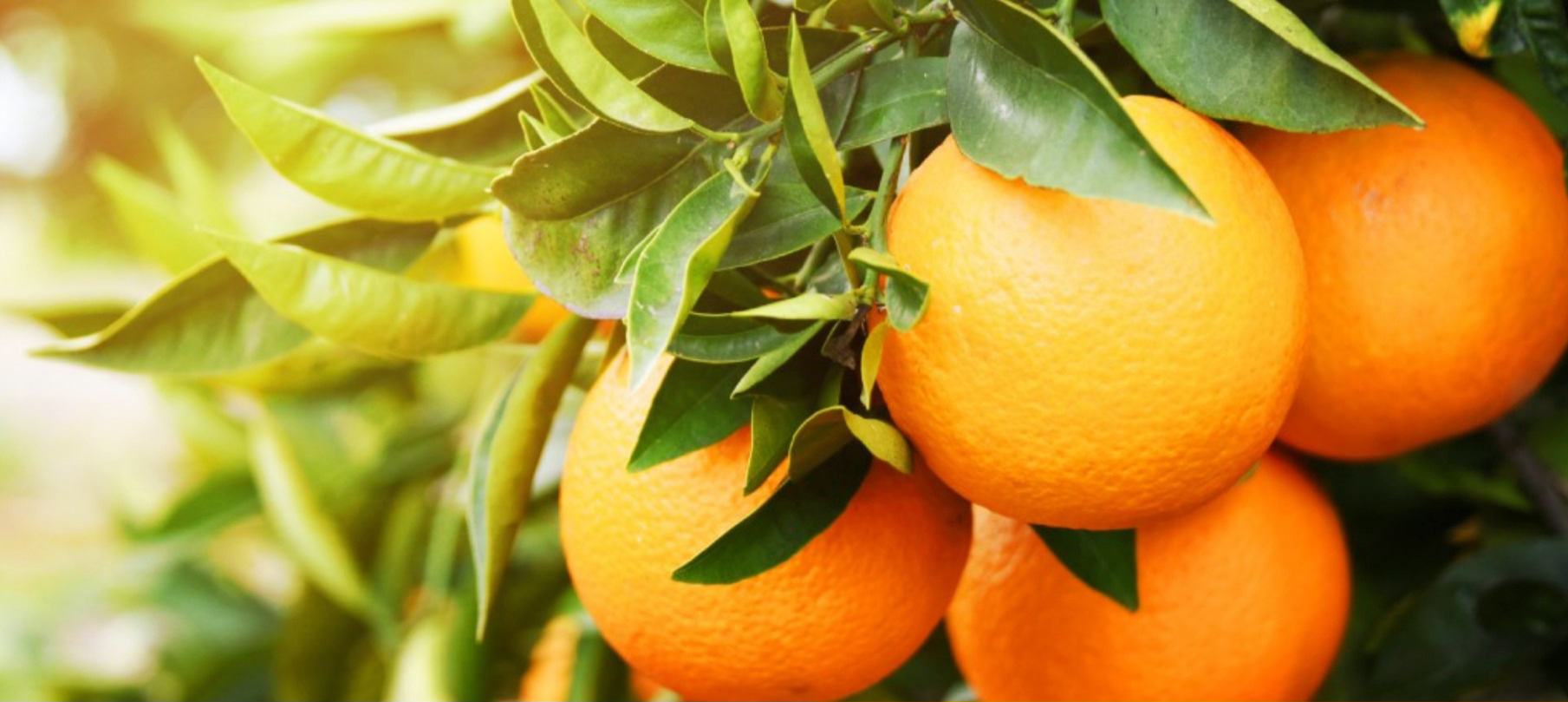 Capa Governo federal autoriza leilões para garantir preço mínimo e escoamento da laranja em Liberato Salzano