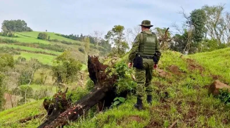 Capa Fiscalização identifica supressão irregular de vegetação nativa no interior de Seberi